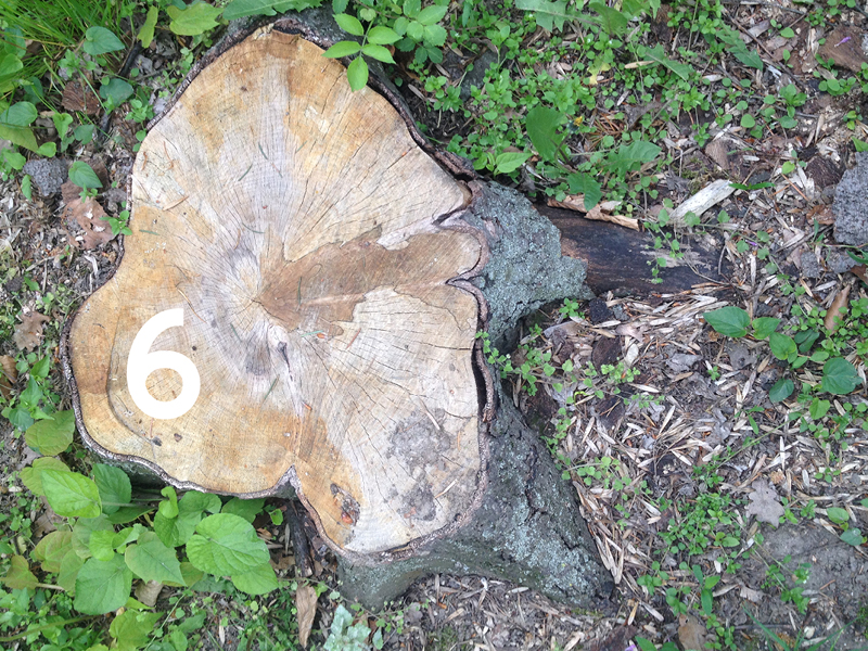 Baumstumpf von oben fotografiert. Links auf der Baumscheibe steht eine 6.