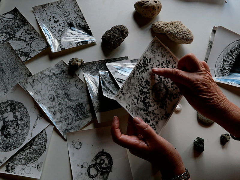 Zwei Hände über durcheinander liegenden Fotos von Mikroorganismen. Auch Steine befinden sich auf dem abgebildeten Tisch.