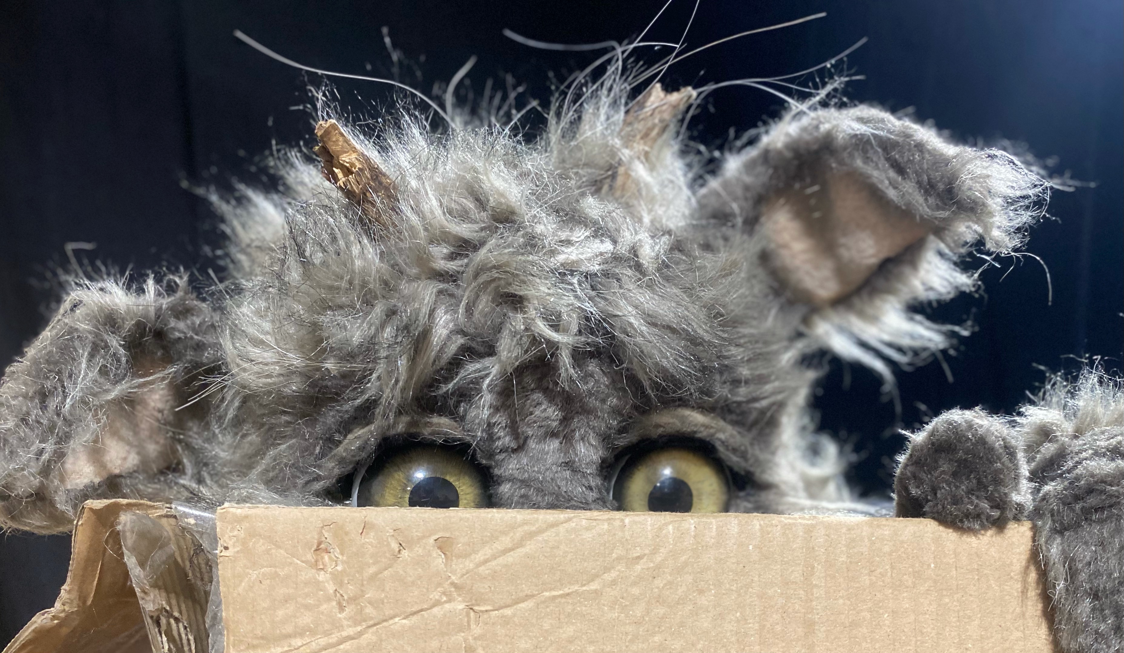 Die Puppe einer Katze mit kleinen Hörnern späht in einen Karton